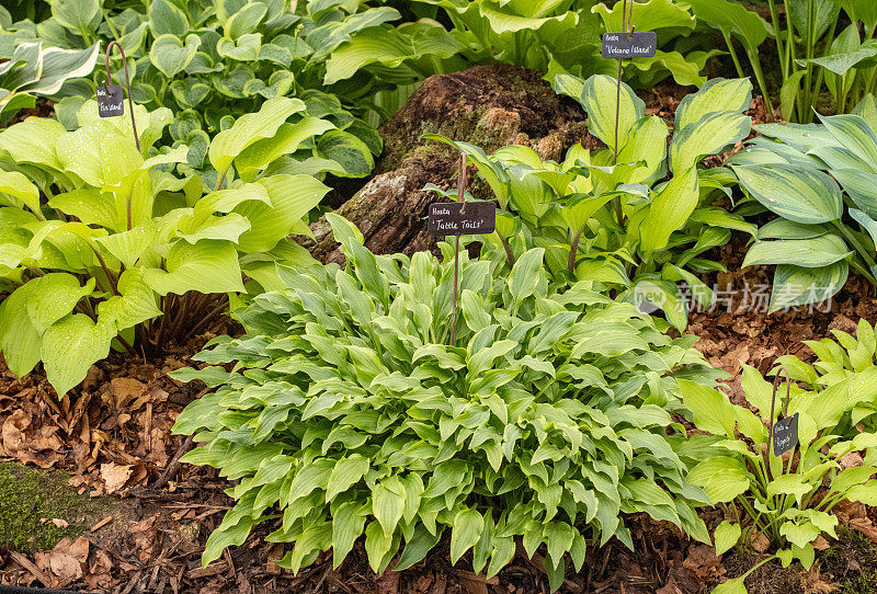 Hosta 'Tattle Tails'在英国伦敦